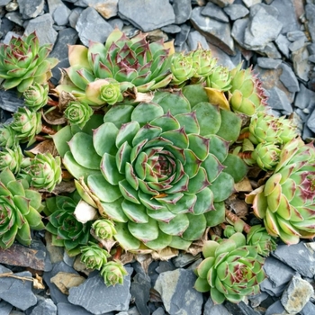 Echeveria x imbricata