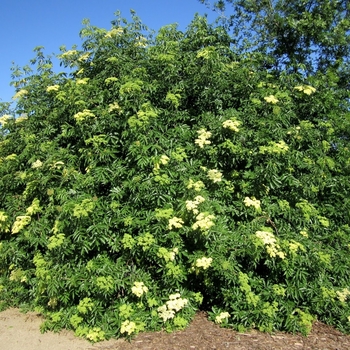 Sambucus mexicana