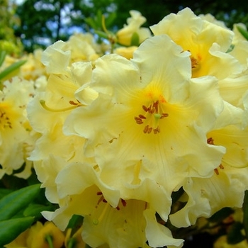 Rhododendron 'Honey Butter' 