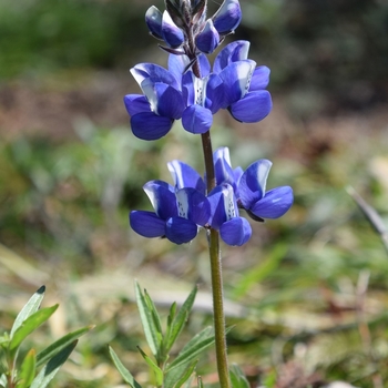 Lupinus arboreus