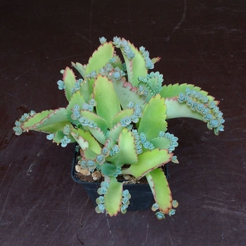 Kalanchoe humilis