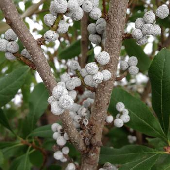 Myrica pensylvanica 'Silver Sprite™'