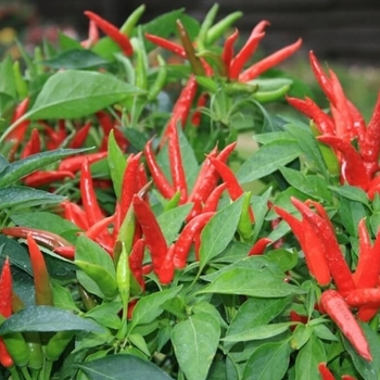 Capsicum annuum 'Serrano' 