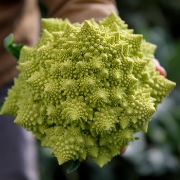 Brassica oleracea 'Di Cicco' 