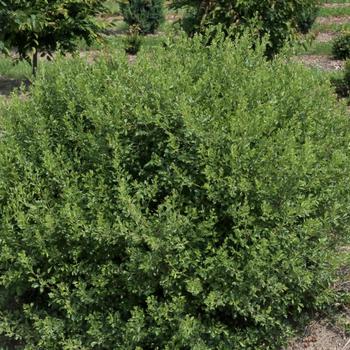 Rhus aromatica 'Fine Textured Compact Select A' 