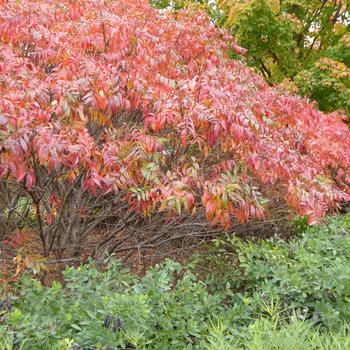 Rhus copallina var. latifolia 'Prairie Flame™'