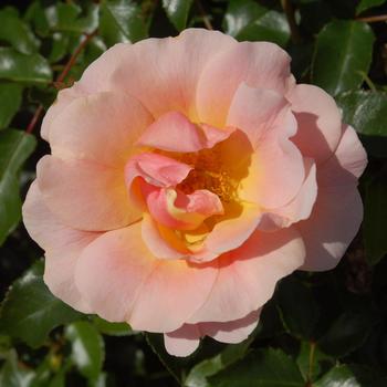 Rosa Nitty Gritty® Peach