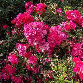 Rosa Nitty Gritty® Pink