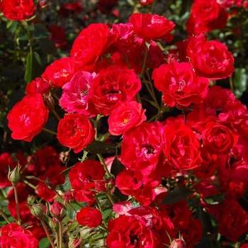 Rosa Nitty Gritty® Red