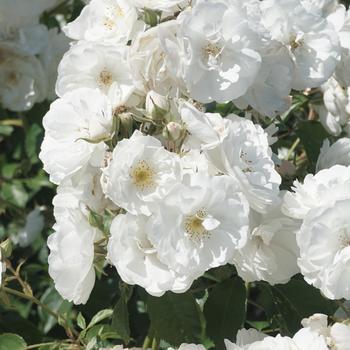 Rosa Nitty Gritty® White