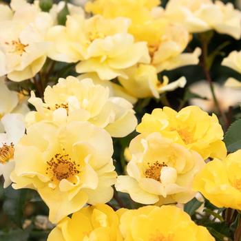 Rosa Nitty Gritty® Yellow