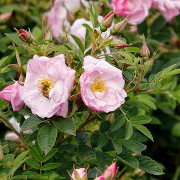 Rosa rugosa Seaside Swirl™ Blush