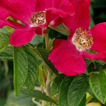 Rosa rugosa Seaside Swirl™ Red