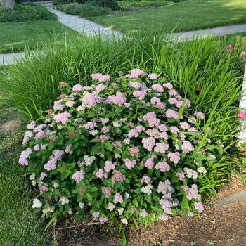 Spiraea fritschiana 'Pink-a-licious®'