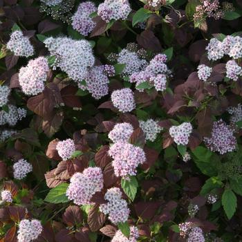 Spiraea fritschiana 'J.N. Select J' 