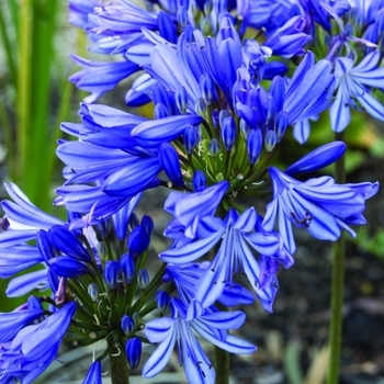 Agapanthus praecox ssp. orientalis 'Baby Pete™' 