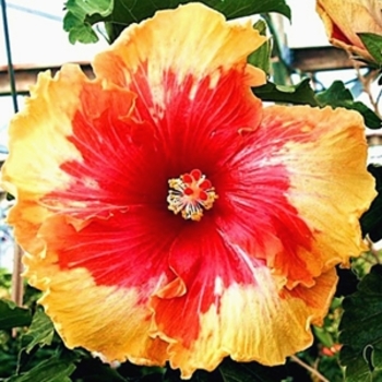 HIbiscus 'Moonwalk' 