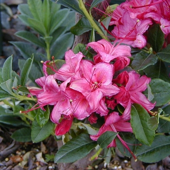 Rhododendron 'Chimes' 