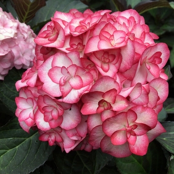 Hydrangea macrophylla 'H20-02' 