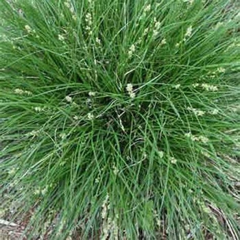 Carex tumulicola