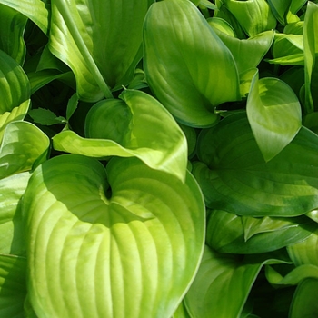 Hosta 'Harmony' 