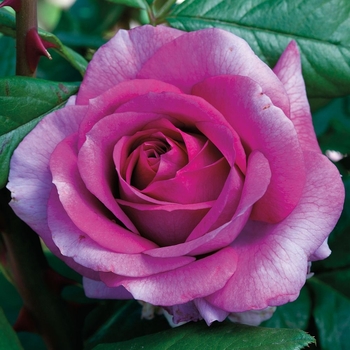 Rosa 'WEKnewibpusbi' PPAF