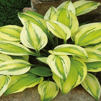 Hosta 'Warwick Delight' 