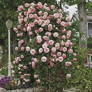 Rosa 'Pearly Gates™' PP10640