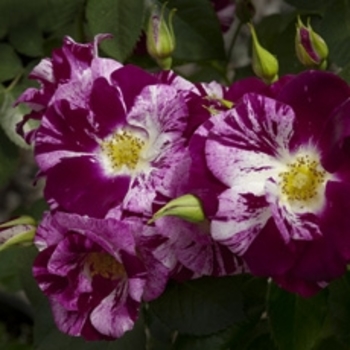 Rosa 'Purple Splash™' PP22469