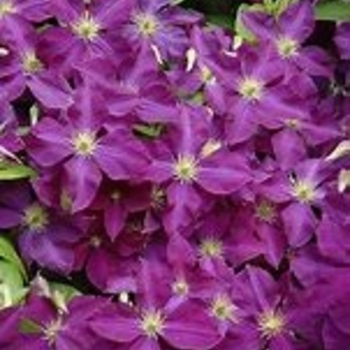 Clematis jackmanii 'Superba' 