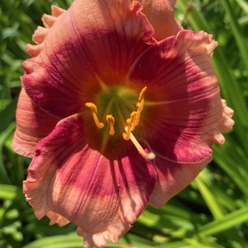 Hemerocallis 'Dublin Elaine' 