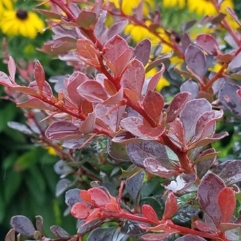 Berberis 'UCONNBTCP4N' PPAF