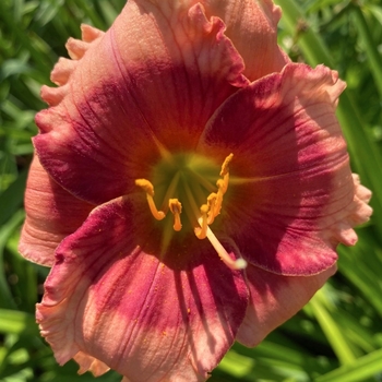 Hemerocallis 'Dragons Eye' 