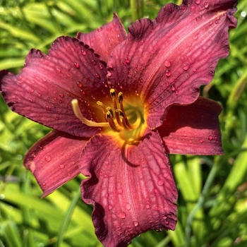 Hemerocallis 'Little Wine Cup' 