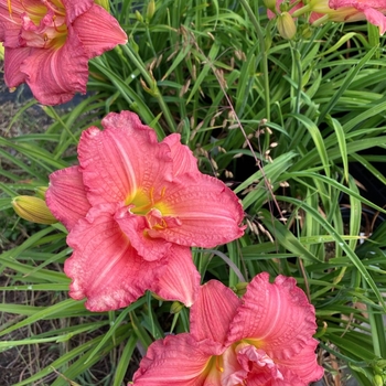 Hemerocallis 'Zona Rosa' 