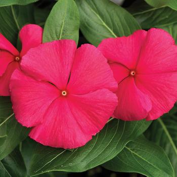 Catharanthus roseus