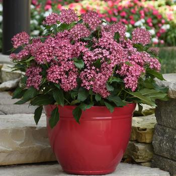 Pentas lanceolata Glitterati™ 'Red Star'