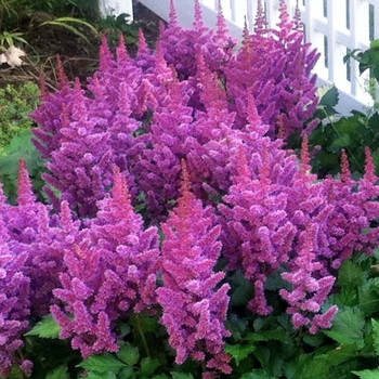 Astilbe chinensis 'Visions in Purple' 