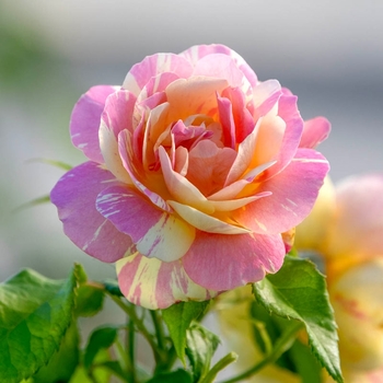 Rosa 'WEKgoagvovo' 