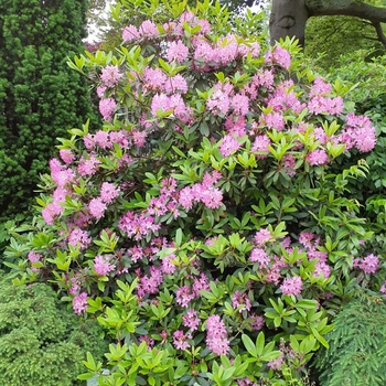 Rhododendron maximum 'Compacta' 