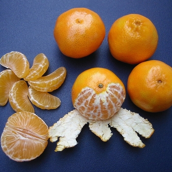 Citrus clementina