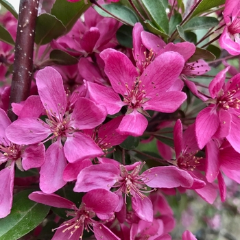 Malus 'Purple Prince' 