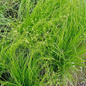 Carex appalachica