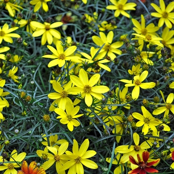 Coreopsis 'Mayo Clinic Flower of Hope' 