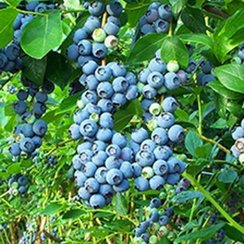 Vaccinium pallidum 'Blue Ridge' 