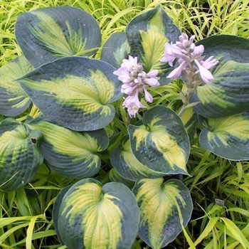 Hosta 'Heat Wave' 