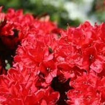 Rhododendron Carla hybrid 'Wolfpack Red' 