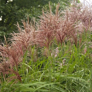 Miscanthus sinensis 'Malepartus' 