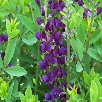 Baptisia 'Royal Purple' PP25508