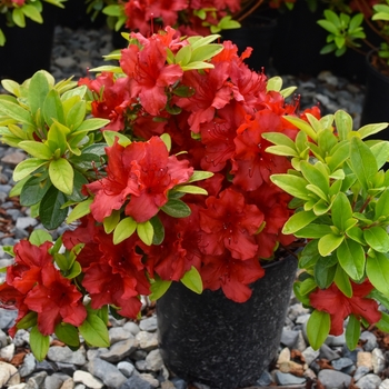 Rhododendron 'Red Slipper' 